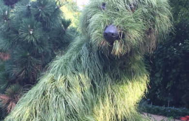 A planted living 'shaggy dog'