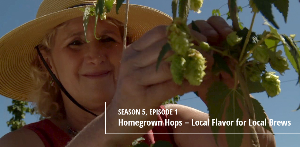Episode 501 Homegrown Hops