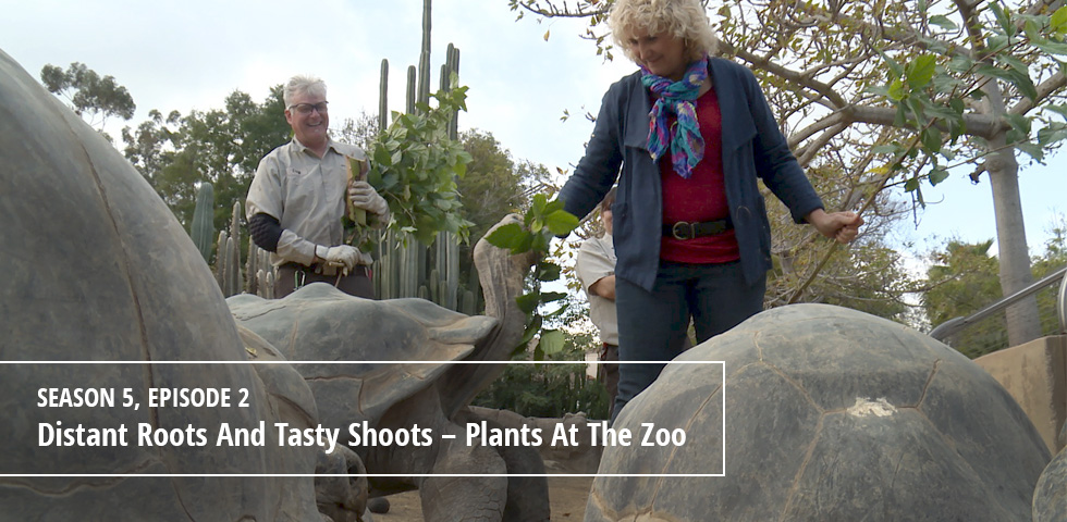 Episode 502 Distant Roots And Tasty Shoots