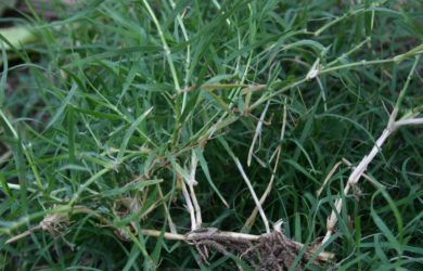 Stolons make Bermuda grass a challenge to remove
