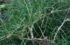Stolons make Bermuda grass a challenge to remove