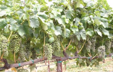 Perfectly pruned and trained backyard grapes