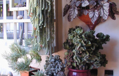 All red pots filled with interesting plants