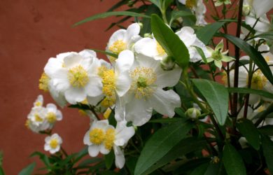 Grow bush anemone in your garden
