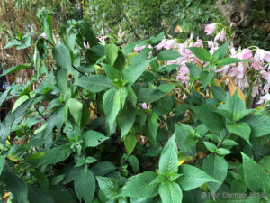 The garden overflows