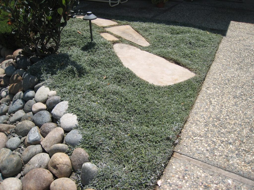 Drought tolerant Dymondia lawn