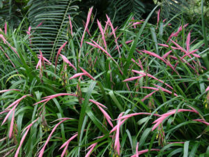Grow this easy Bromeliad, Bilbergia nutans