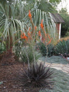 Dykia bromeliads bloom vivid orange atop deep red rosettes