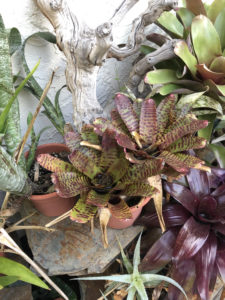Exotic looking bromeliads in the garden