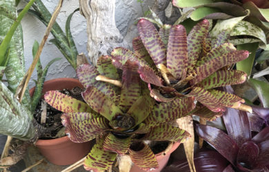 Exotic looking bromeliads in the garden