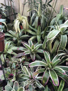 Striped bromeliad leaves make a big show