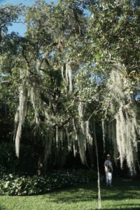 Spanish moss Tillandsia hanging on trees